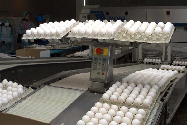 Anti-trust Fine: Poultry farm charged with creating egg shortage