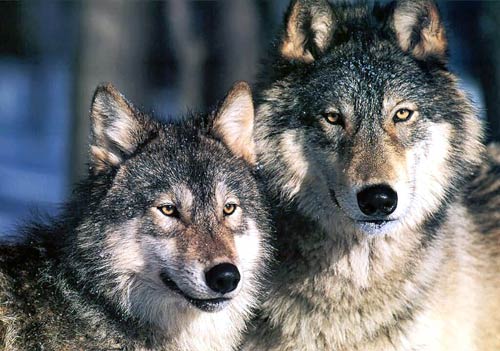 wolves