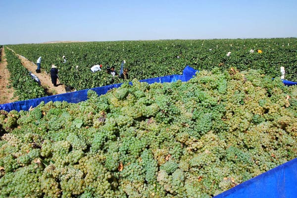 agriculture-grape-harvest