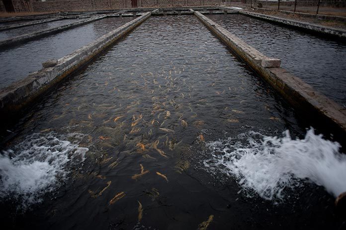 fish-industry